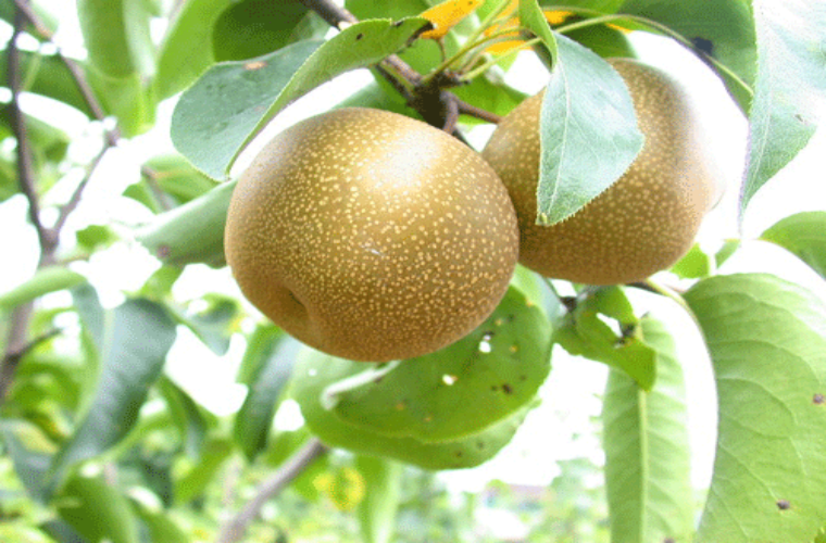Tuyệt[-]vời[-]9[-]công[-]dụng[-]của[-]nước[-]ép[-]lê[-]trong[-]mùa[-]đông