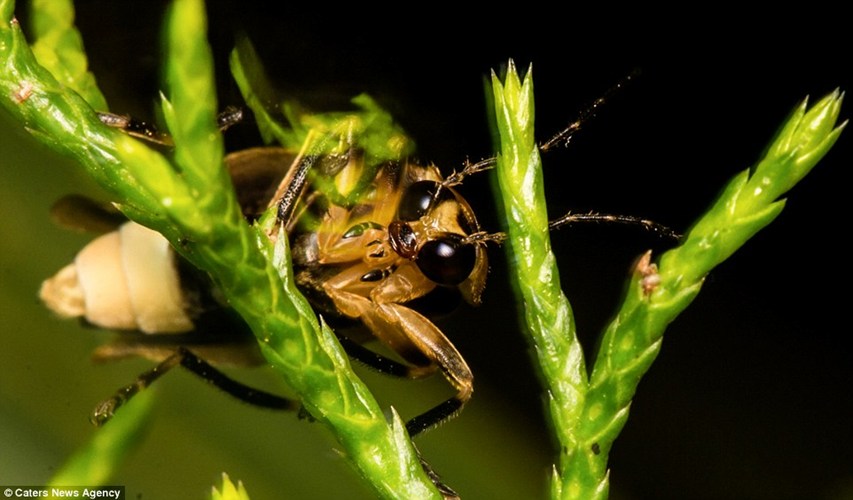 Đẹp[-]mắt[-]bộ[-]ảnh[-]macro[-]từ[-]thiên[-]nhiên[-]của[-]người[-]vô[-]gia[-]cư