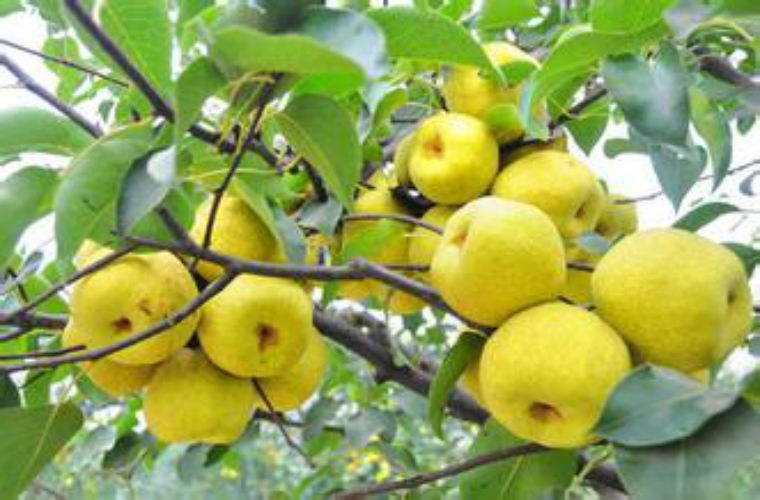 Tuyệt[-]vời[-]9[-]công[-]dụng[-]của[-]nước[-]ép[-]lê[-]trong[-]mùa[-]đông