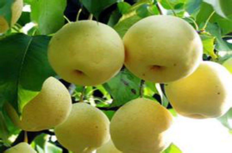 Tuyệt[-]vời[-]9[-]công[-]dụng[-]của[-]nước[-]ép[-]lê[-]trong[-]mùa[-]đông