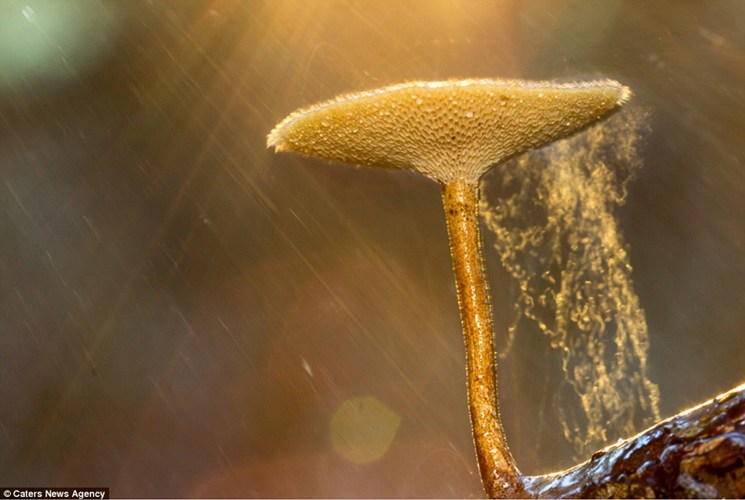 Đẹp[-]mắt[-]bộ[-]ảnh[-]macro[-]từ[-]thiên[-]nhiên[-]của[-]người[-]vô[-]gia[-]cư
