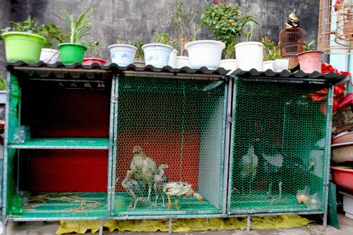 Dân[-]Hà[-]Thành:[-]Quay[-]lại[-]thời[-]nuôi[-]con[-]gà[-]trên[-]nóc[-]nhà