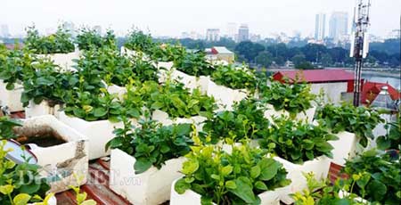 Dân[-]Hà[-]Thành:[-]Quay[-]lại[-]thời[-]nuôi[-]con[-]gà[-]trên[-]nóc[-]nhà