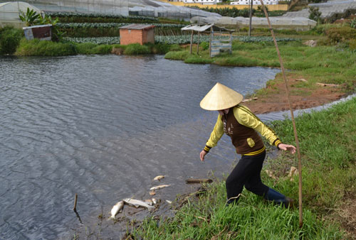 Nước[-]thải[-]từ[-]Công[-]ty[-]Cổ[-]phần[-]Rượu[-]bia[-]Đà[-]Lạt[-]gây[-]ô[-]nhiễm,[-]cá[-]chết[-]hàng[-]loạt