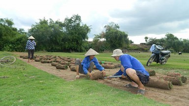   Hướng đi mới trồng cỏ nhung và cây trang trí