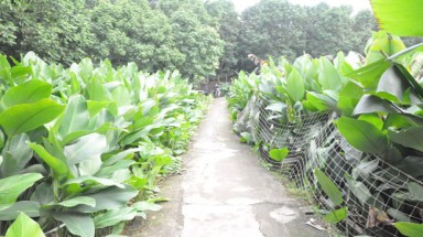   Những làng lá dong bội thu ngày Tết
