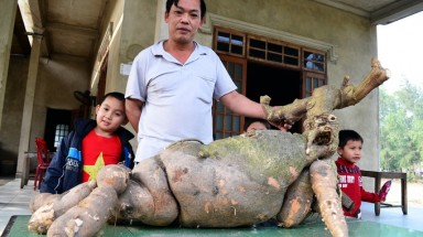  Củ sắn hình dạng như con hươu đang nằm, nặng 42kg