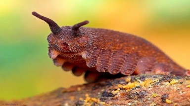  Loài giun sát thủ ở Việt Nam