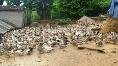 Về nơi vịt ngon nhất Việt Nam 