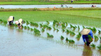  Tận dụng tối đa lấy nước đổ ải