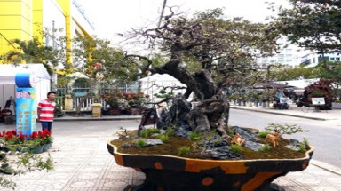 Khánh Hòa:Cây me cảnh có giá gần 1,5 tỉ đồng