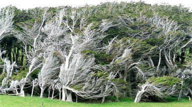  Kỳ lạ vùng đất cây cối nghiêng ngả như sóng