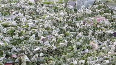  Sương muối tiếp tục phủ trắng núi đồi ở Lào Cai