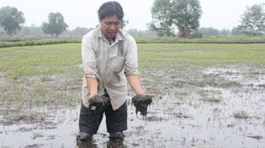  Nước kênh ô nhiễm, lúa chết hàng loạt