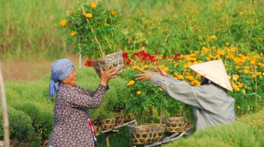  Hoa ba miền tụ về thành phố
