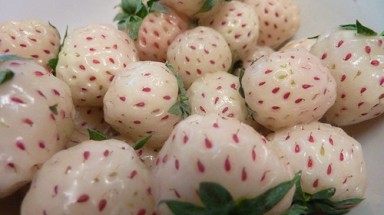  Những loại quả lai đặc biệt