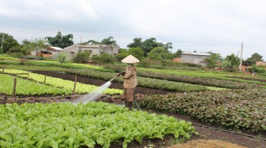  Ứng dụng công nghệ sinh thái vào sản xuất rau an toàn