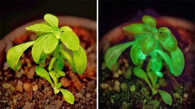   Cây tự phát sáng trong bóng tối