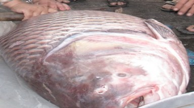  An Giang:Bắt được cá hô nặng 86kg trên sông