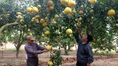  Hậu Giang trồng bưởi đón Tết cho thu nhập 500 triệu đồng/ha