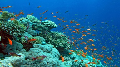  Các nguồn tài nguyên quan trọng ở các vùng biển của Việt Nam trong Biển Đông?