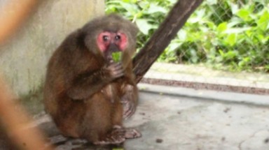  Vườn quốc gia Phong Nha - Kẻ Bàng tiếp nhận ba cá thể khỉ mặt đỏ 