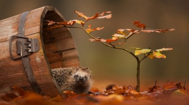  Bộ ảnh cực kì dễ thương về loài sóc đỏ
