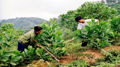  Vì màu xanh của những cánh rừng