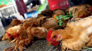   Ca đầu tiên tử vong vì cúm H5N1 trong năm 2014