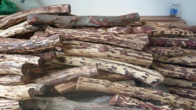  Bỏ việc, lặn suối tìm... gỗ sưa tiền tỷ