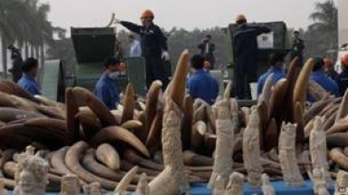  Tiêu hủy ngà voi để chống lại hoạt động buôn bán bất hợp pháp 