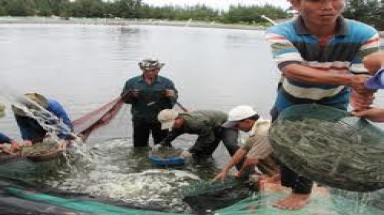  Thống nhất quản lý nhà nước về thú y thủy sản 
