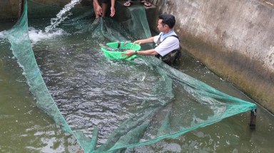  Làng nuôi cá lăng vào vụ Tết