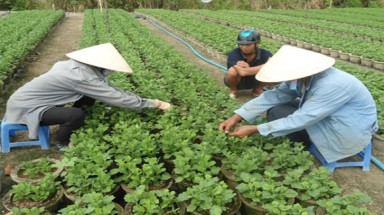 Làng nghề Thuận Nghĩa hối hả phục vụ Tết