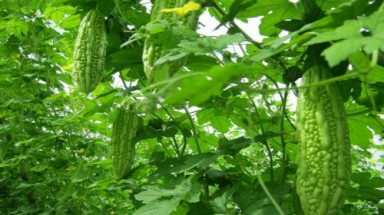  Vị đắng và sức khỏe