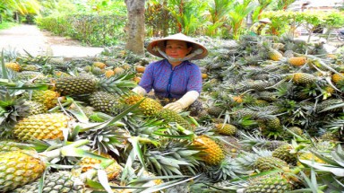 Hiệu quả mô hình quản lý dịch hại tổng hợp trên cây dứa