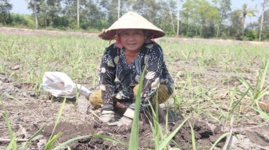  Long An:Người trồng mía xin ở tù vì bại sản