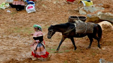  Con ngựa trong đời sống của đồng bào vùng cao Lào Cai