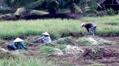  Cây làm giàu trên đất cù lao Tiền Giang
