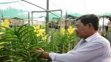  Trồng lan mokara cắt cành theo công nghệ mới: Mô hình hiệu quả 