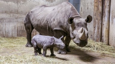  Ủng hộ hay phản đối những cuộc bán đấu giá giấy phép săn bắn tê giác?