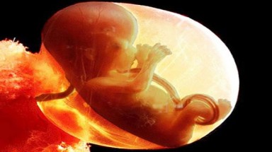  Đột phá giúp phụ nữ không có tử cung sinh con