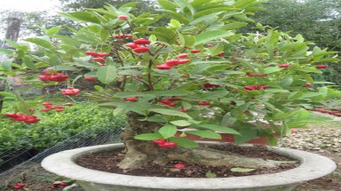  Độc đáo kiểng trái miền Tây