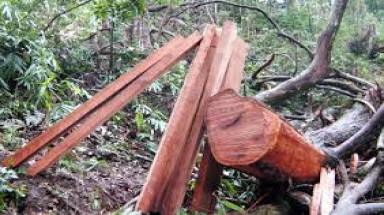  Vẫn "nóng" nạn khai thác gỗ trái phép