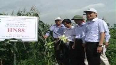   Ngô HN88 cho hiệu quả kinh tế cao