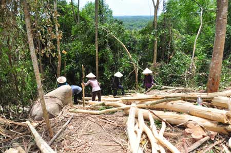 Nhà máy chế biến gỗ “đói” nguyên liệu