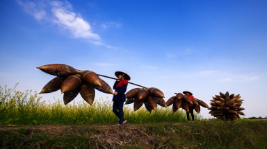  Cảnh làng nghề đan đó mùa hoa cải