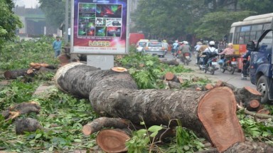   Hà Nội: Xây đường sắt trên cao, hàng trăm cây cổ thụ bị chặt hạ