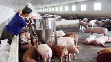 Giả chữ ký Thứ trưởng Bộ TN-MT để lừa đảo trại nuôi lợn