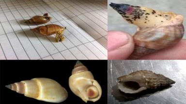  Ăn ốc biển có thể bị ngộ độc?